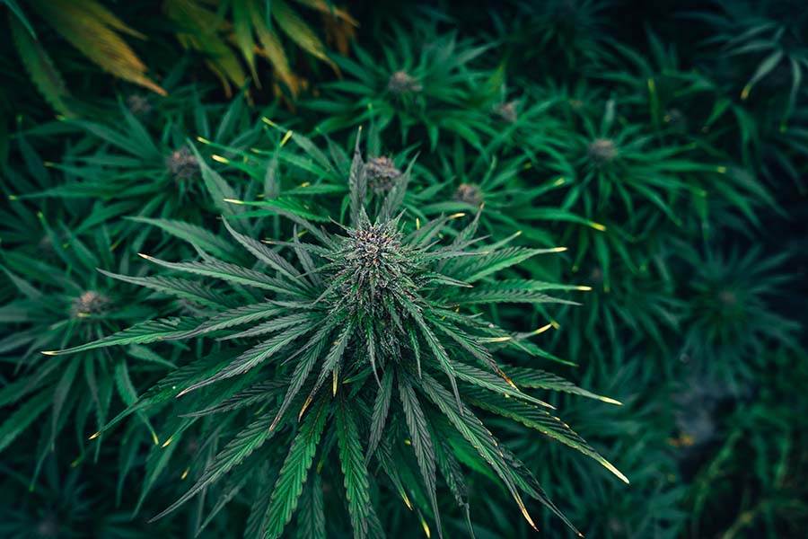 luscious green cannabis flowers with leaves protruding from flower