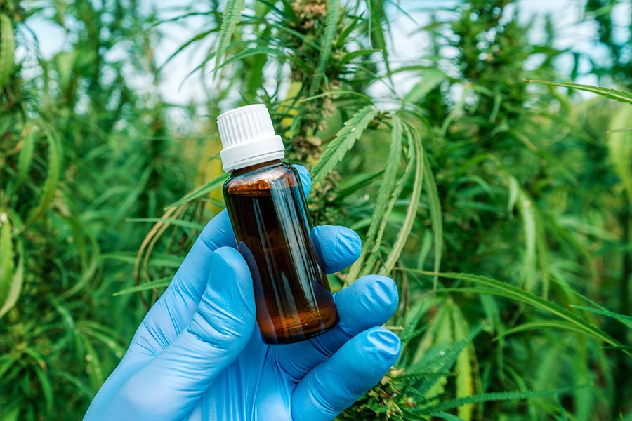 blue gloved hand holds oil vile in front of hemp plant